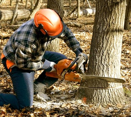 Tree Removal in Hays, NC